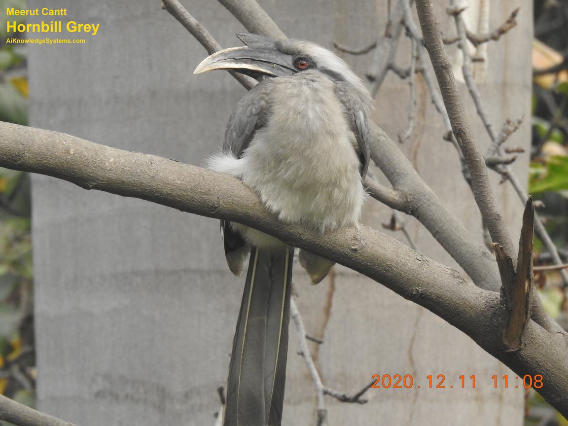 Hornbill Grey (104) Coming Soon